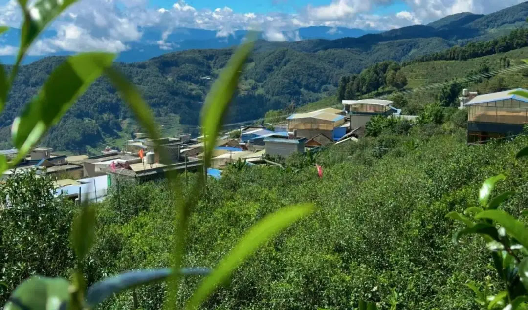 黄草林茶山